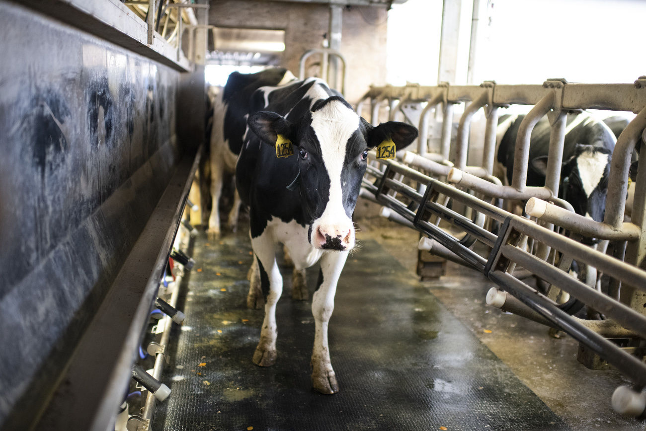 Farm, creamery team up to market milk